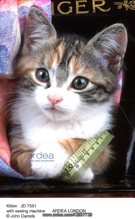 : CAT - Kitten with sewing machine : CAT - Kitten with sewing machine