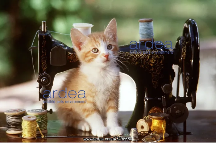 : CAT - Kitten next to sewing machine : CAT - Kitten next to sewing machine