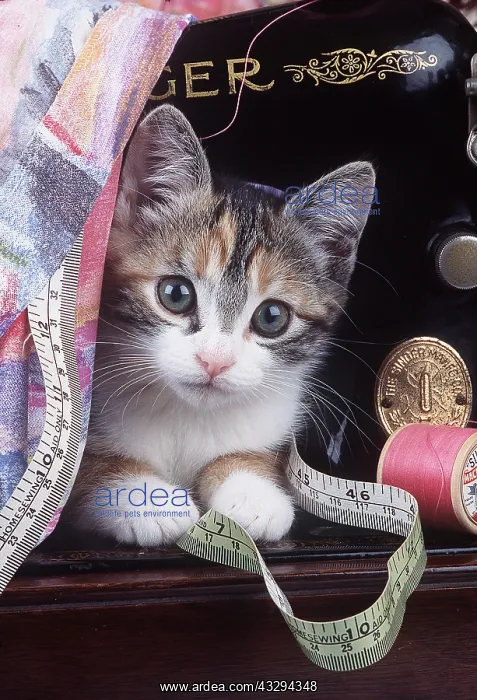 : Cat - Kitten with sewing machine and tape measure : Cat - Kitten with sewing machine and tape measure
