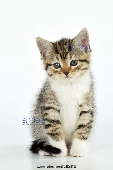 : CAT. Kitten sitting down : CAT. Kitten sitting down