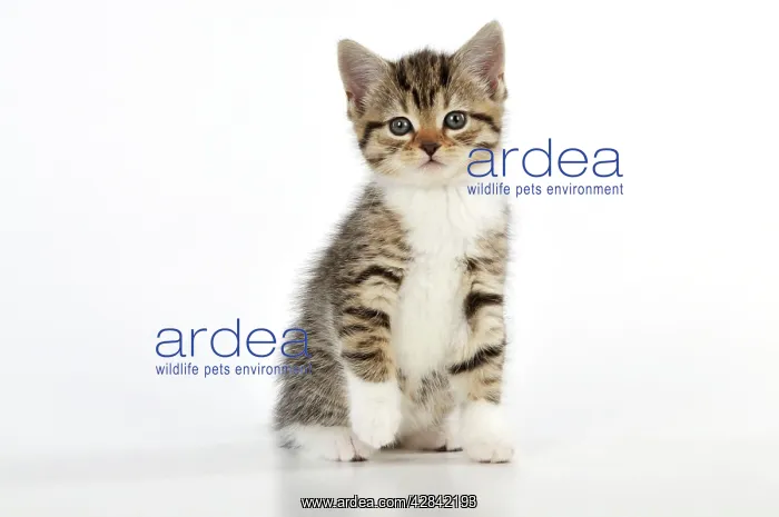 : CAT. Kitten sitting down : CAT. Kitten sitting down