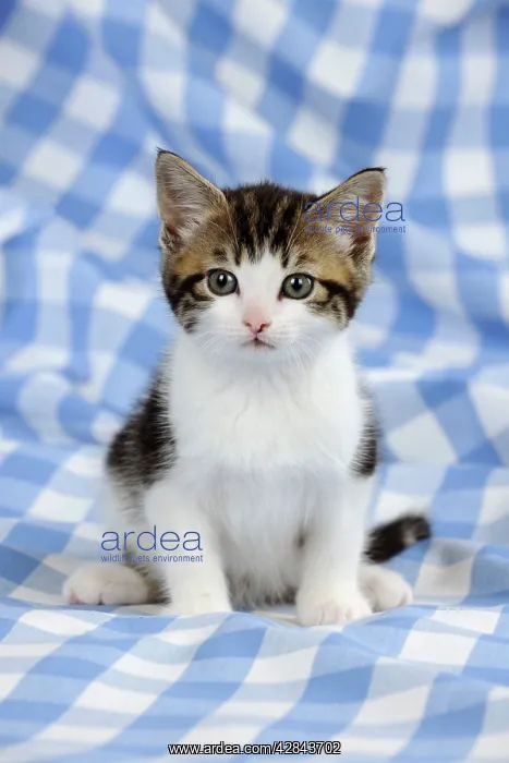 : CAT. Kitten sitting : CAT. Kitten sitting