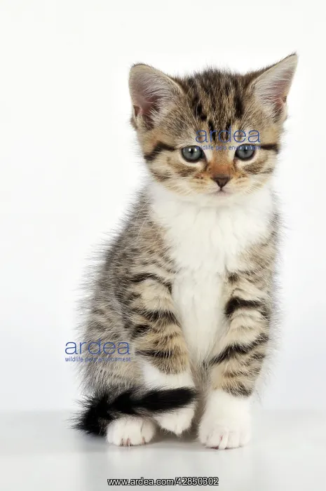 : CAT. Kitten sitting down : CAT. Kitten sitting down