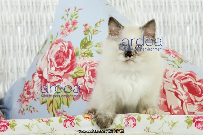  : CAT. Kitten sitting in basket