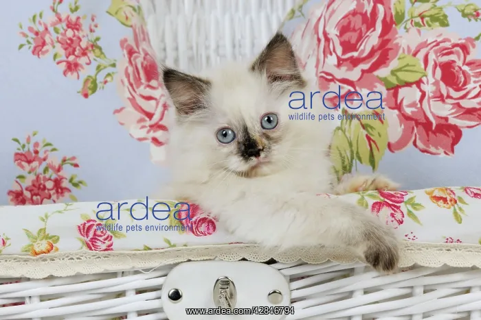  : CAT - Kitten sitting in basket