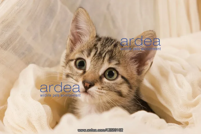  : Cat - kitten sitting with blanket around