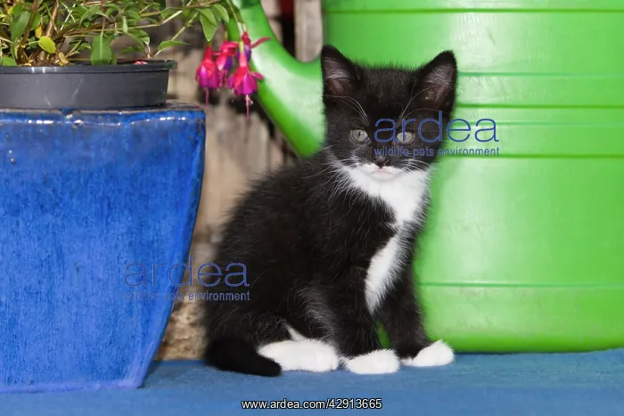  : Cat - kitten sitting on carpet - outdoors