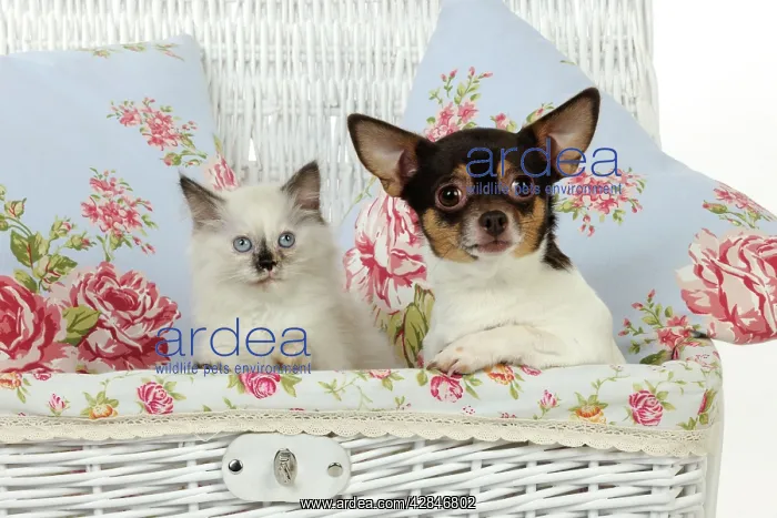 : CAT. Kitten sitting next to chihuahua in basket : CAT. Kitten sitting next to chihuahua in basket