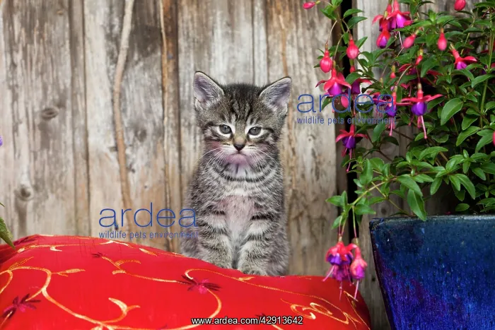 : Cat - kitten sitting on cushion - outdoors : Cat - kitten sitting on cushion - outdoors