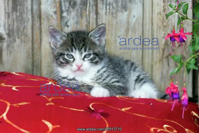 : Cat - kitten sitting on cushion - outdoors : Cat - kitten sitting on cushion - outdoors