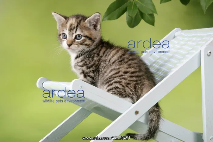 : Cat - Kitten sitting on deck chair : Cat - Kitten sitting on deck chair