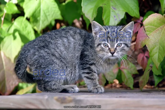 : CAT, Kitten - sitting on doorstep. Side view : CAT, Kitten - sitting on doorstep. Side view