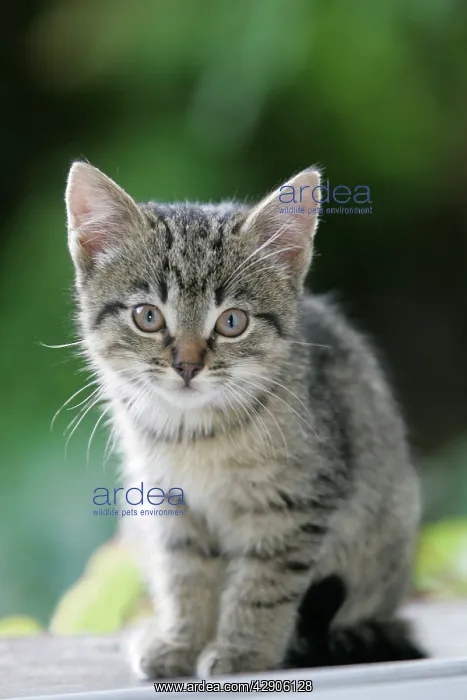 : CAT, kitten - sitting on doorstep, waiting to be fed : CAT, kitten - sitting on doorstep, waiting to be fed
