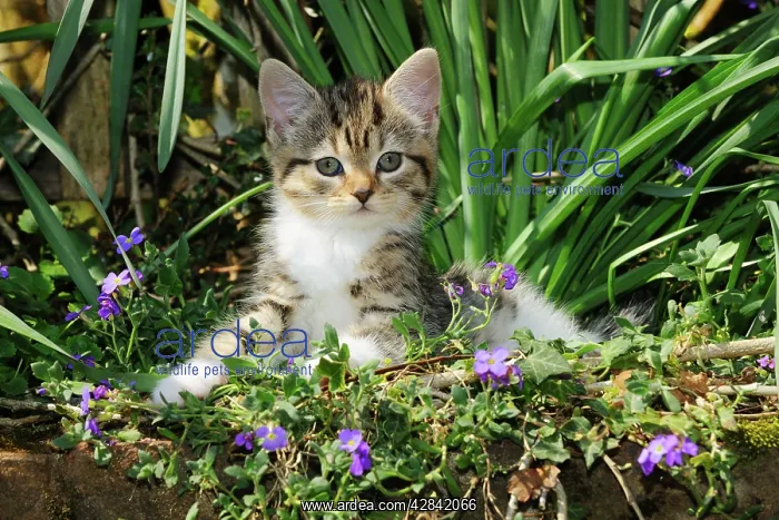 : CAT. Kitten sitting in flowers : CAT. Kitten sitting in flowers