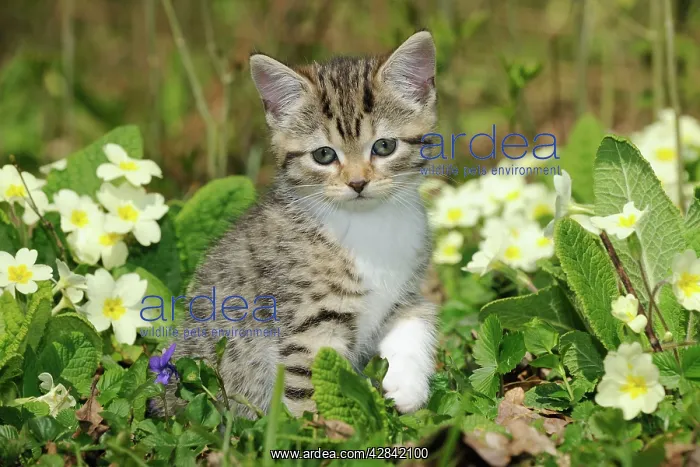 : CAT. Kitten sitting in flowers : CAT. Kitten sitting in flowers