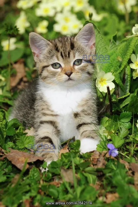 : CAT. Kitten sitting in flowers : CAT. Kitten sitting in flowers
