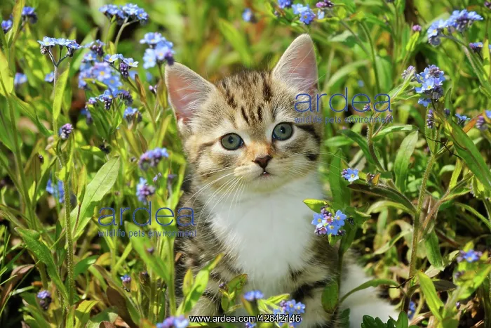 : CAT. Kitten sitting in flowers : CAT. Kitten sitting in flowers