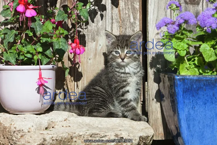 : Cat - kitten sitting in front of garden shed : Cat - kitten sitting in front of garden shed