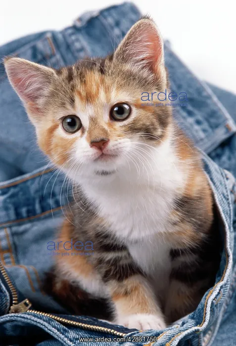 : CAT - kitten sitting in jeans : CAT - kitten sitting in jeans