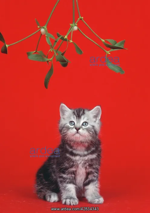 : CAT - kitten sitting under the mistletoe : CAT - kitten sitting under the mistletoe