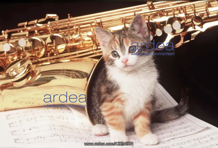 : CAT - Kitten sitting on music with Saxophone : CAT - Kitten sitting on music with Saxophone