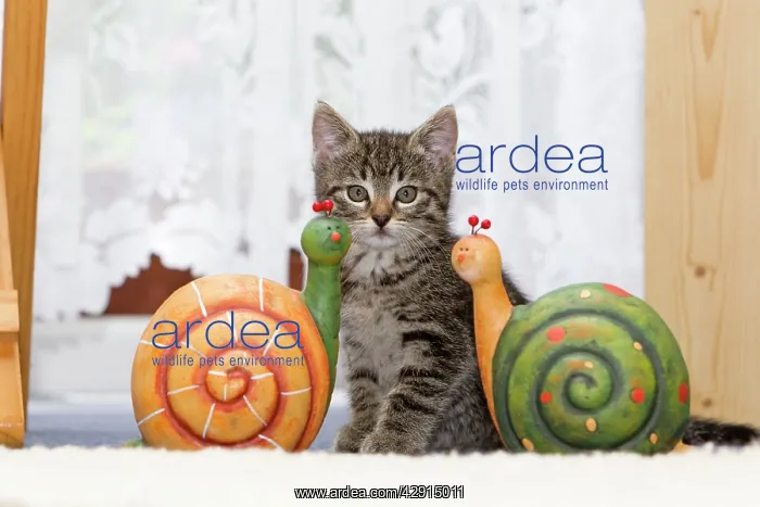 : Cat - kitten sitting between ornaments in living room : Cat - kitten sitting between ornaments in living room