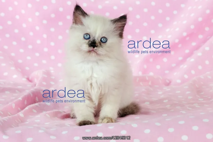 : CAT Kitten sitting on pink blanket : CAT Kitten sitting on pink blanket