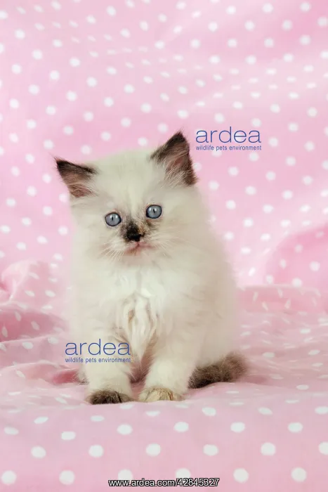 : CAT Kitten sitting on pink blanket : CAT Kitten sitting on pink blanket