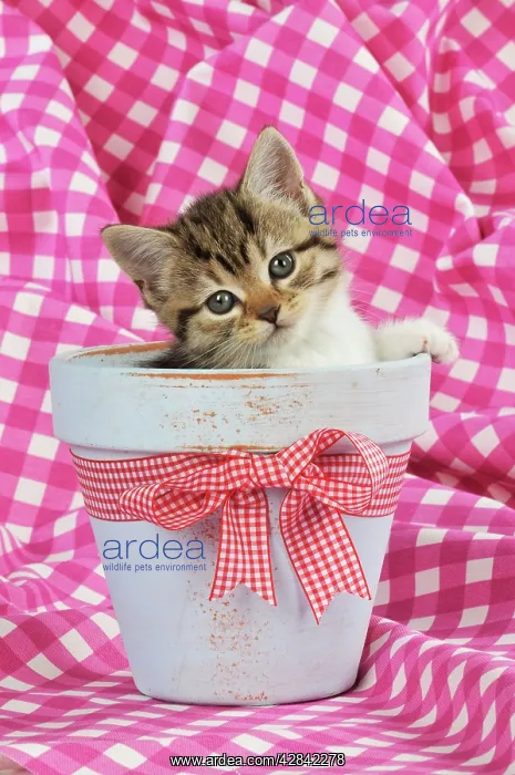  : CAT. Kitten sitting in a plant pot