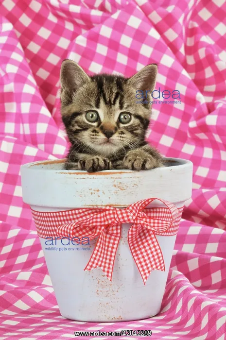 : CAT. Kitten sitting in a plant pot : CAT. Kitten sitting in a plant pot