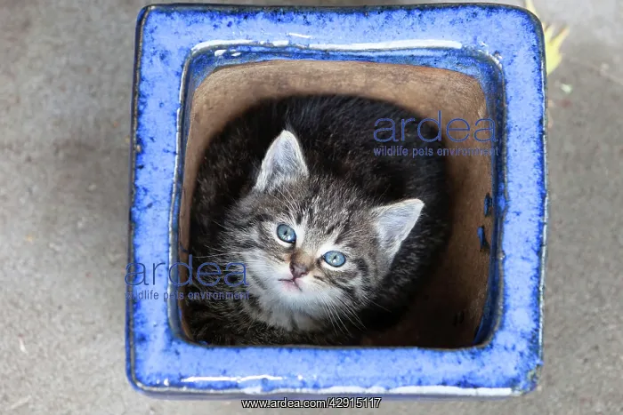 : Cat - Kitten sitting in plant pot : Cat - Kitten sitting in plant pot