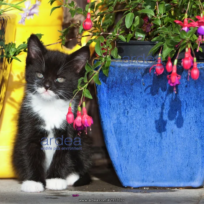 : Cat - kitten sitting between plant pots - outdoors : Cat - kitten sitting between plant pots - outdoors