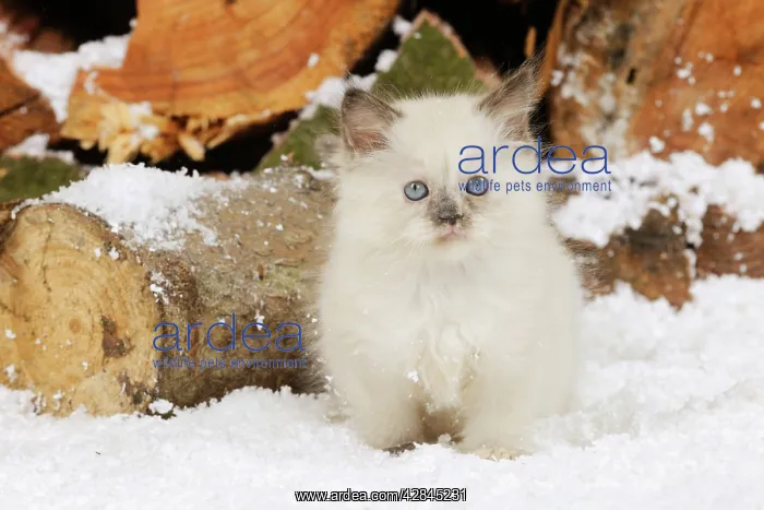 : CAT Kitten sitting in snow : CAT Kitten sitting in snow