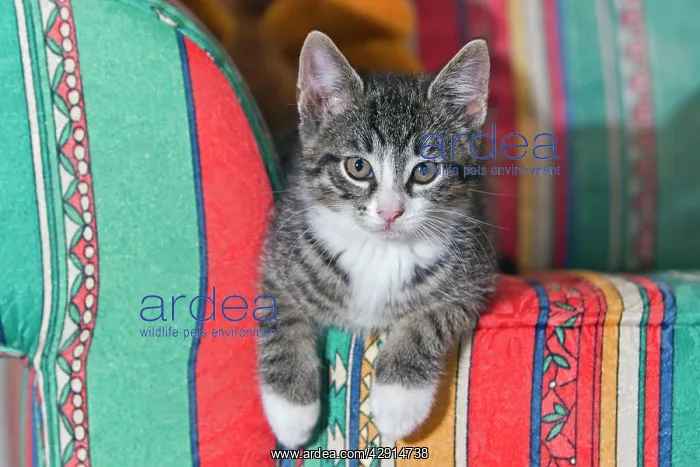 : Cat - kitten sitting on sofa : Cat - kitten sitting on sofa