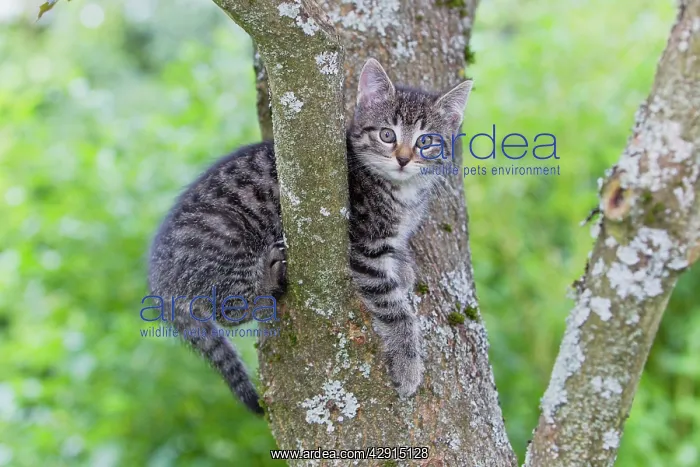 : Cat - kitten sitting in tree : Cat - kitten sitting in tree