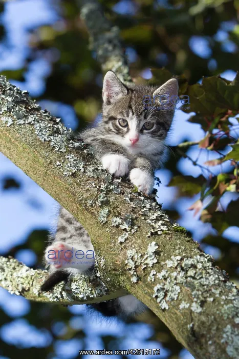 : Cat - kitten sitting in tree : Cat - kitten sitting in tree