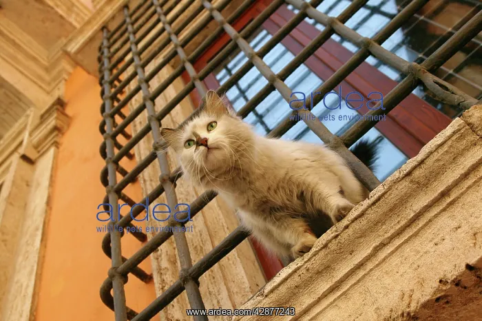 : Cat - Kitten sitting on window ledge : Cat - Kitten sitting on window ledge