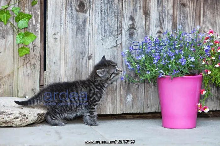 : Cat - kitten sniffing at flowers outdoors : Cat - kitten sniffing at flowers outdoors