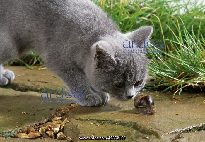 : CAT - Kitten Sniffing Snail : CAT - Kitten Sniffing Snail