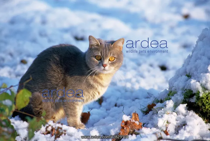 : Cat - kitten in the snow : Cat - kitten in the snow