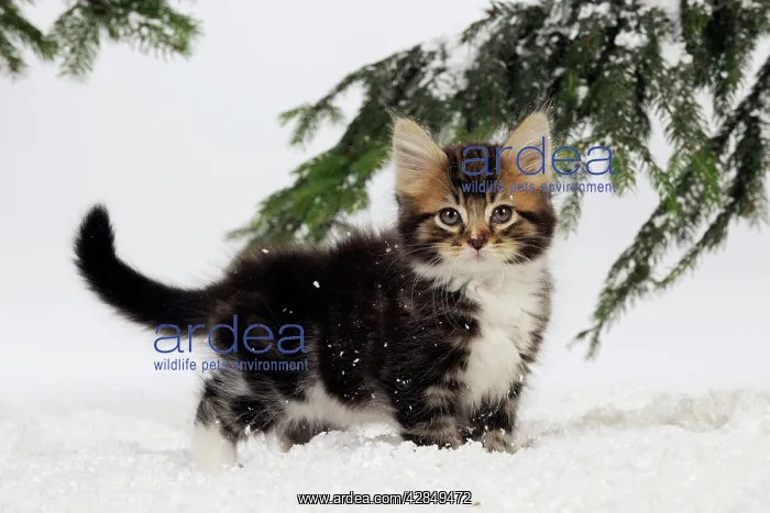 : CAT. Kitten in snow : CAT. Kitten in snow