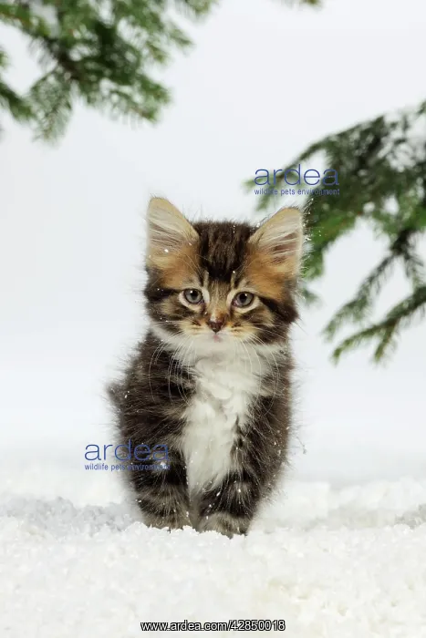 : CAT. Kitten in snow : CAT. Kitten in snow