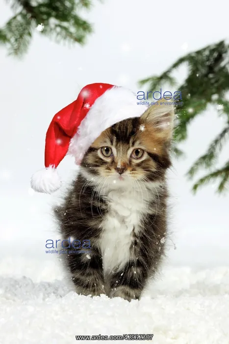 : CAT. Kitten in snow weairing a red Christmas Santa hat : CAT. Kitten in snow weairing a red Christmas Santa hat