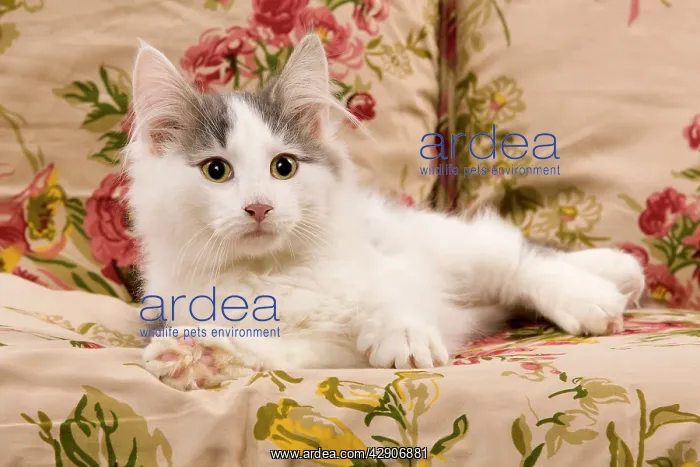 : Cat - kitten on sofa