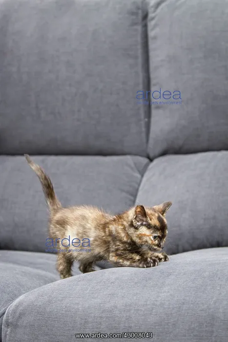 : Cat kitten on sofa Allariz, Galicia, Spain : Cat kitten on sofa Allariz, Galicia, Spain