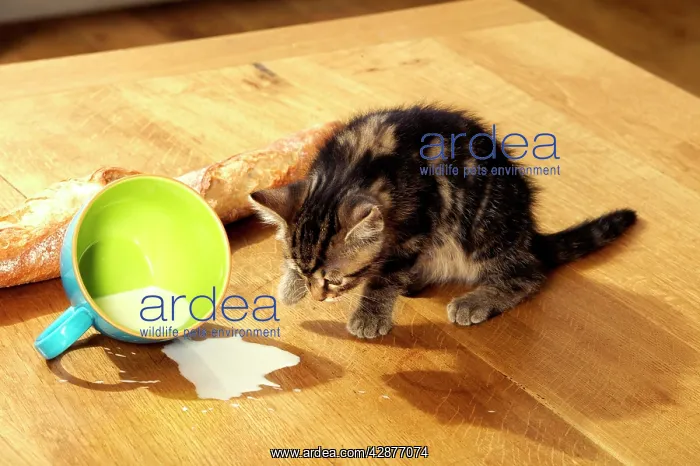 : Cat - Kitten with spilt milk : Cat - Kitten with spilt milk