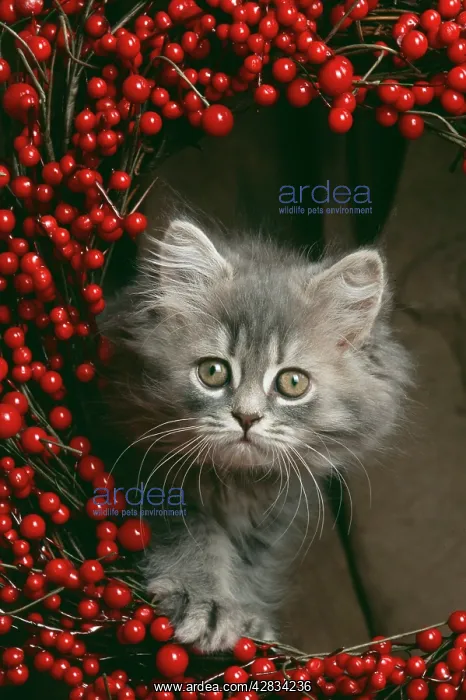 : CAT - kitten standing, looking though a wreath of berries : CAT - kitten standing, looking though a wreath of berries