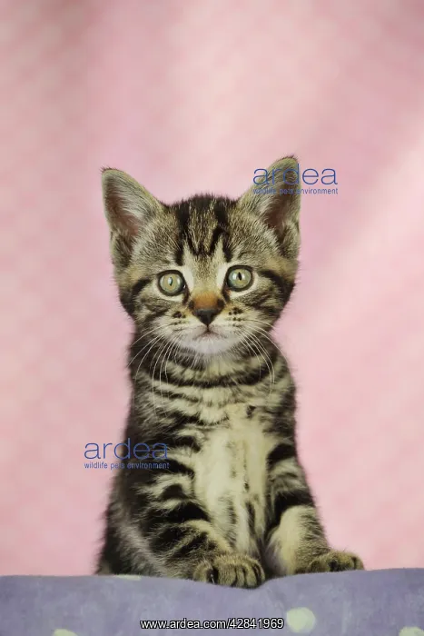 : CAT. Kitten standing on shelf : CAT. Kitten standing on shelf