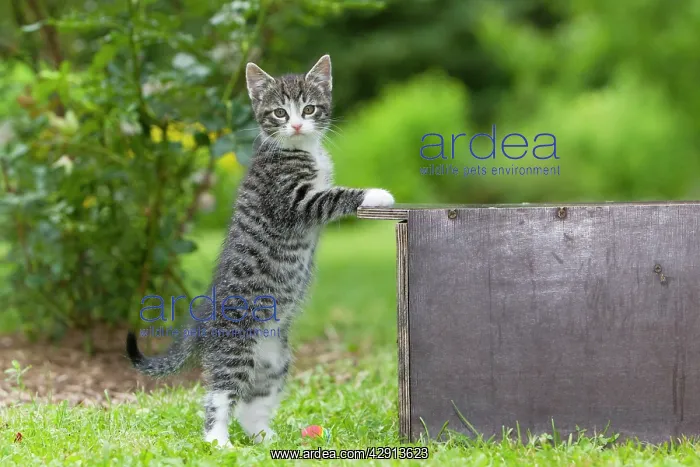 : Cat - Kitten standing upright against box - in garden : Cat - Kitten standing upright against box - in garden