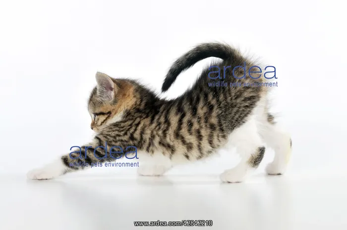 : CAT. Kitten stretching : CAT. Kitten stretching